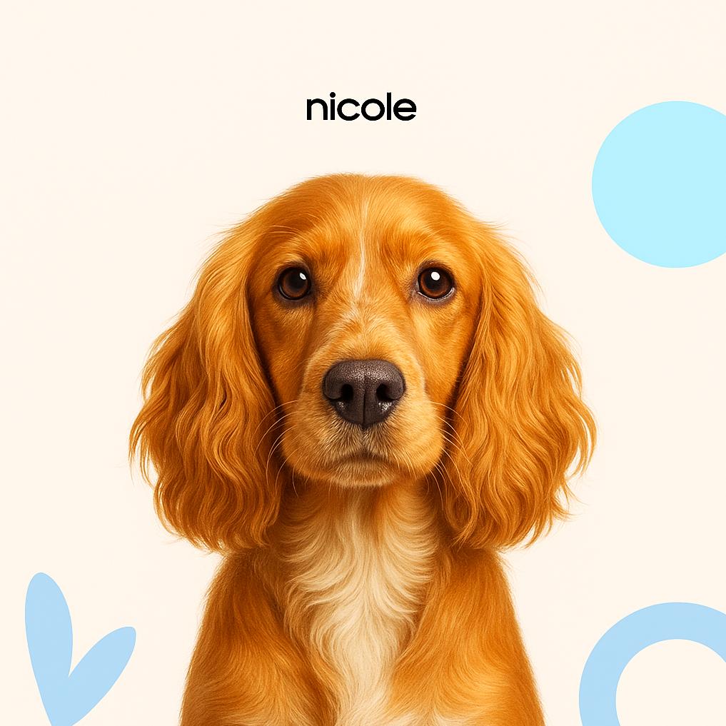 Английский кокер спаниель Гигиена