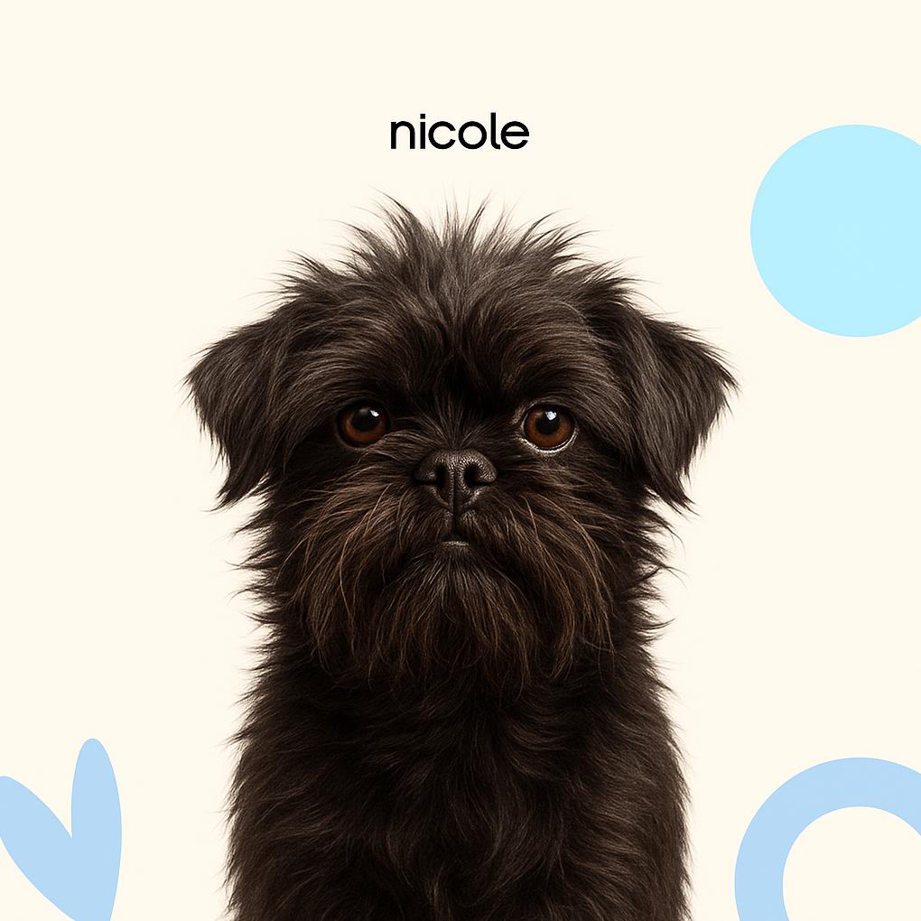 Аффенпинчер стриппинг (тримминг)