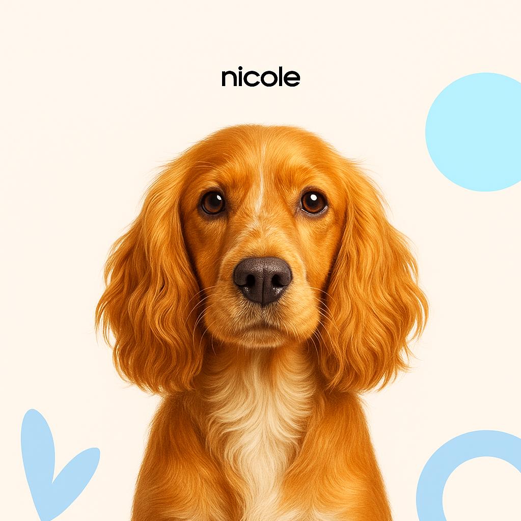 Английский кокер спаниель Модельная