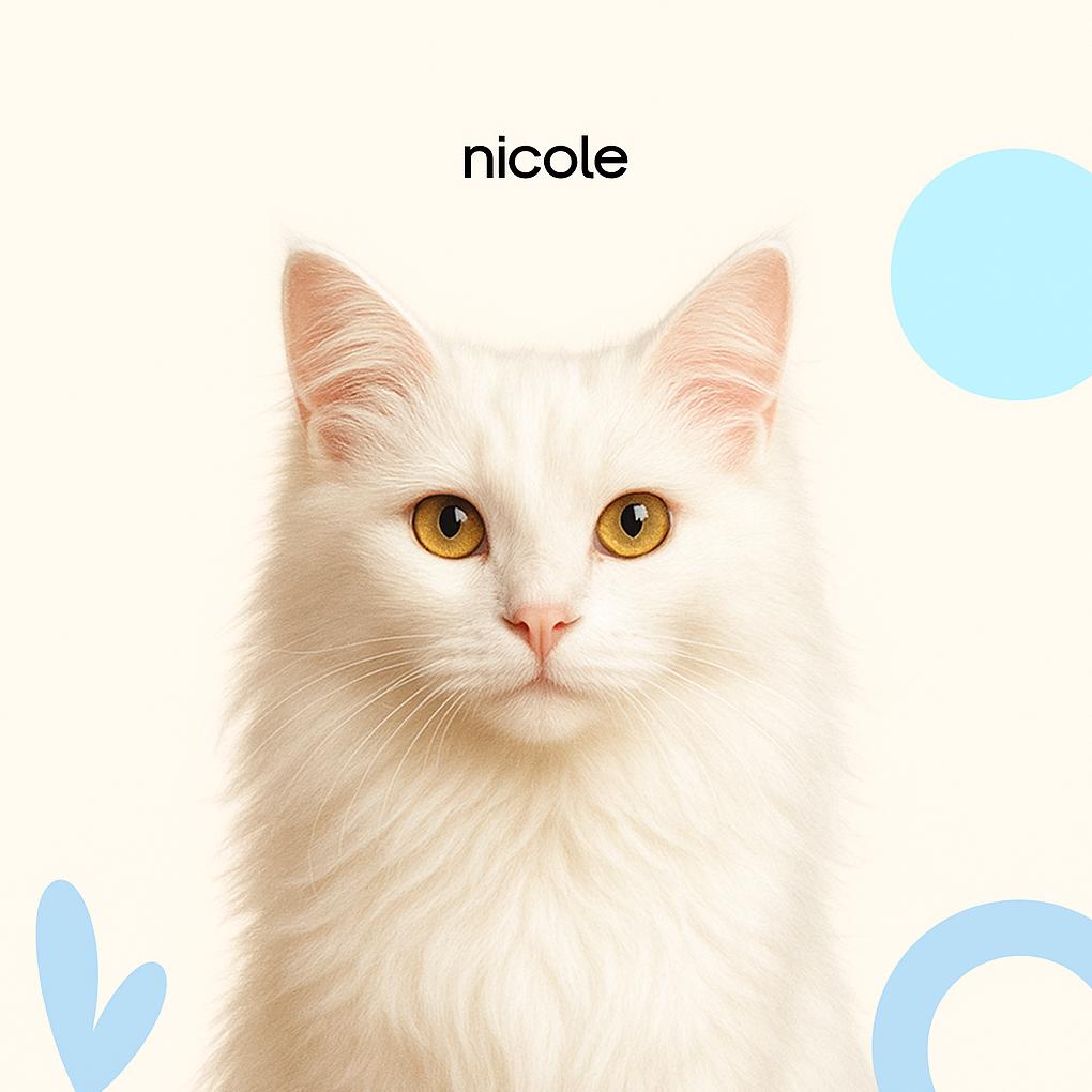 Ангорская кошка Экспресс-линька