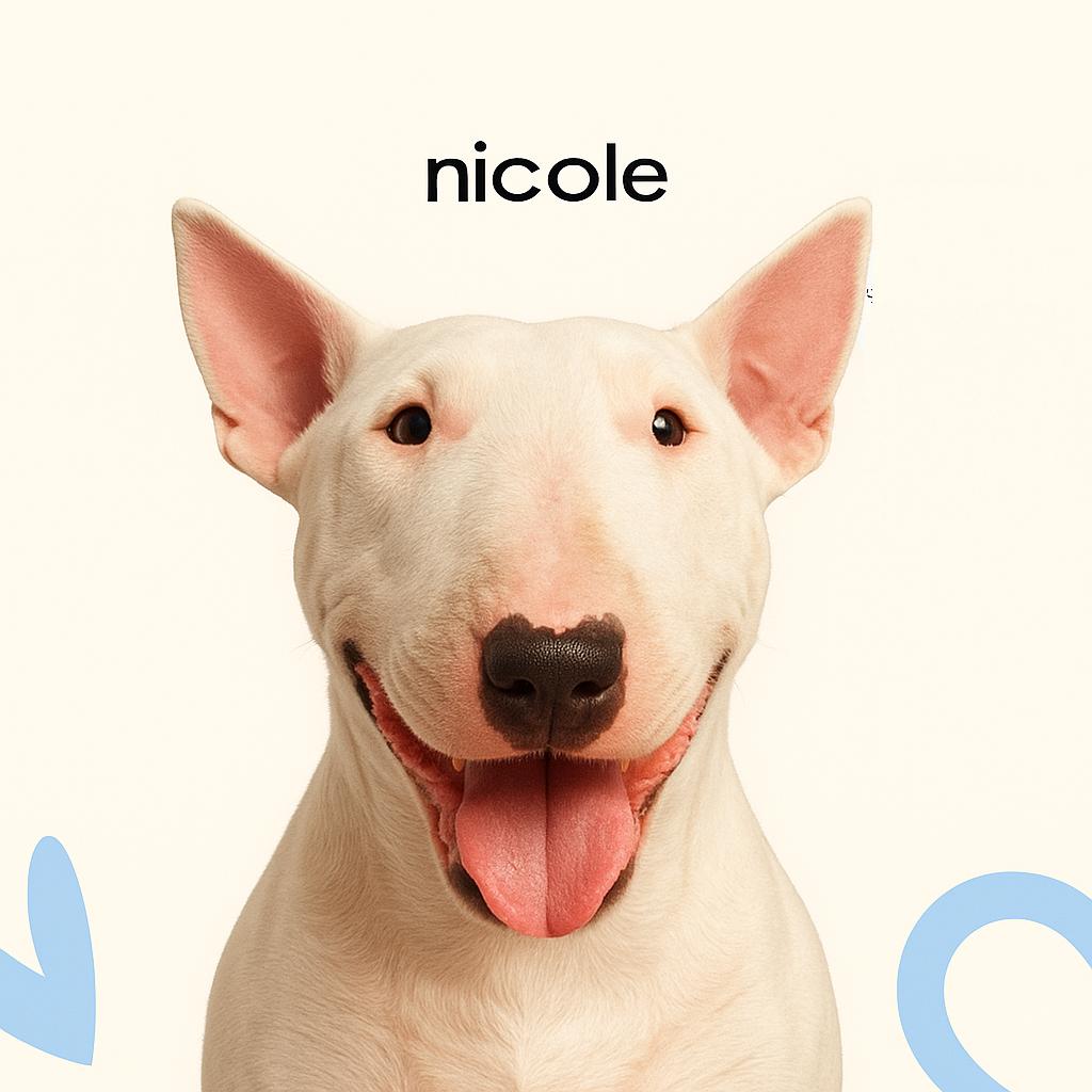 Бультерьер стандарт