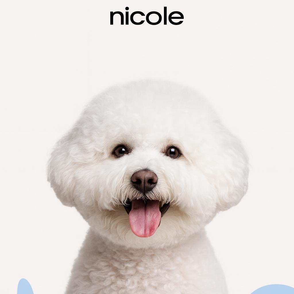 Бишон фризе Породная