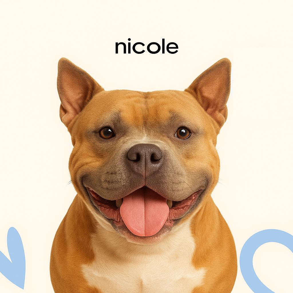 Булли американский