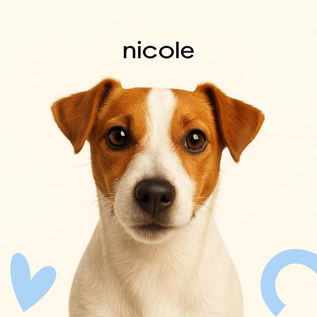 Джек рассел терьер Стрижка под машинку