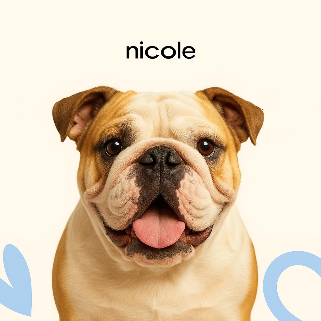 Бульдог английский