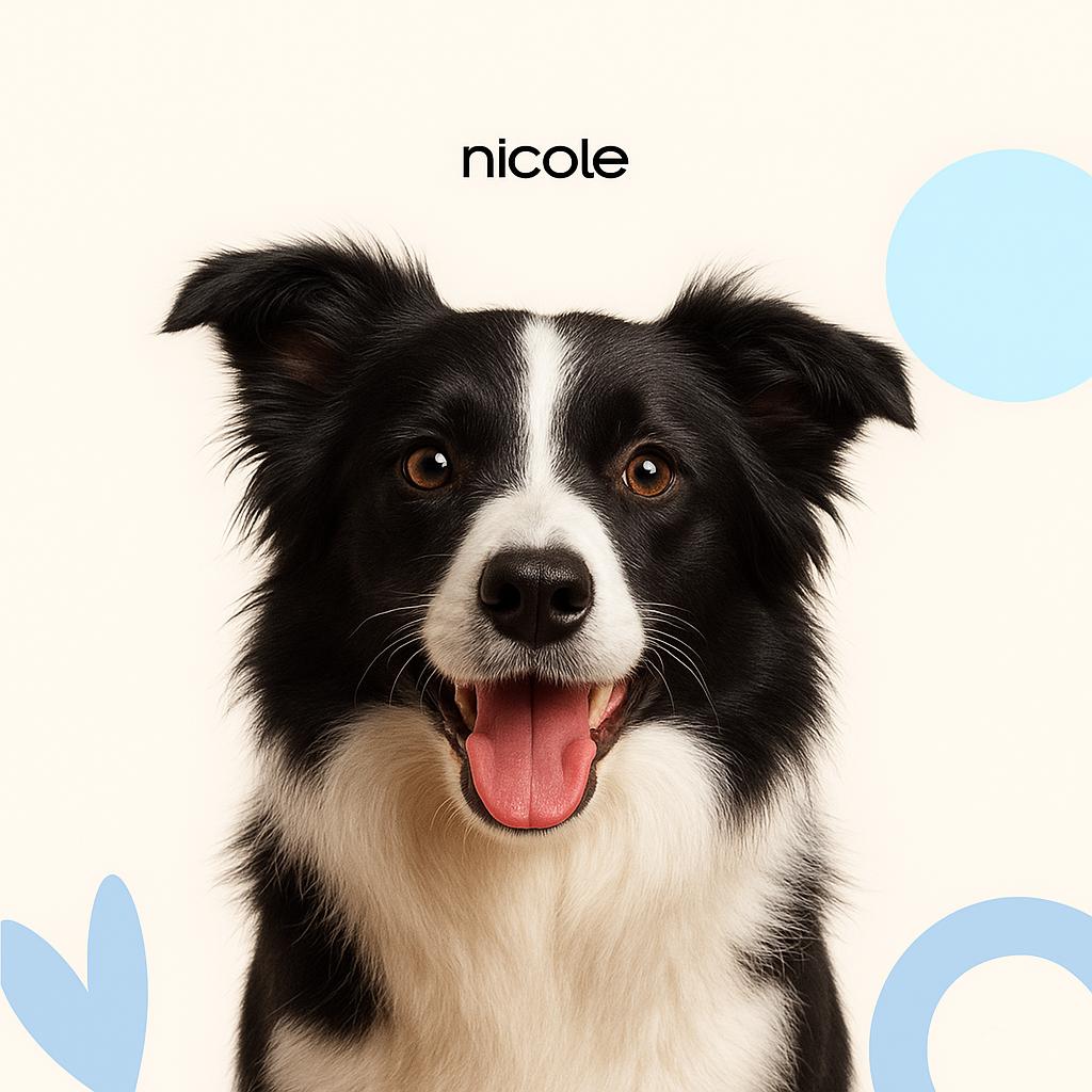 Бордер колли