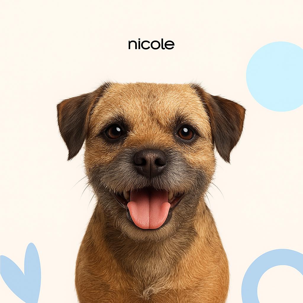 Бордер терьер стриппинг (тримминг)