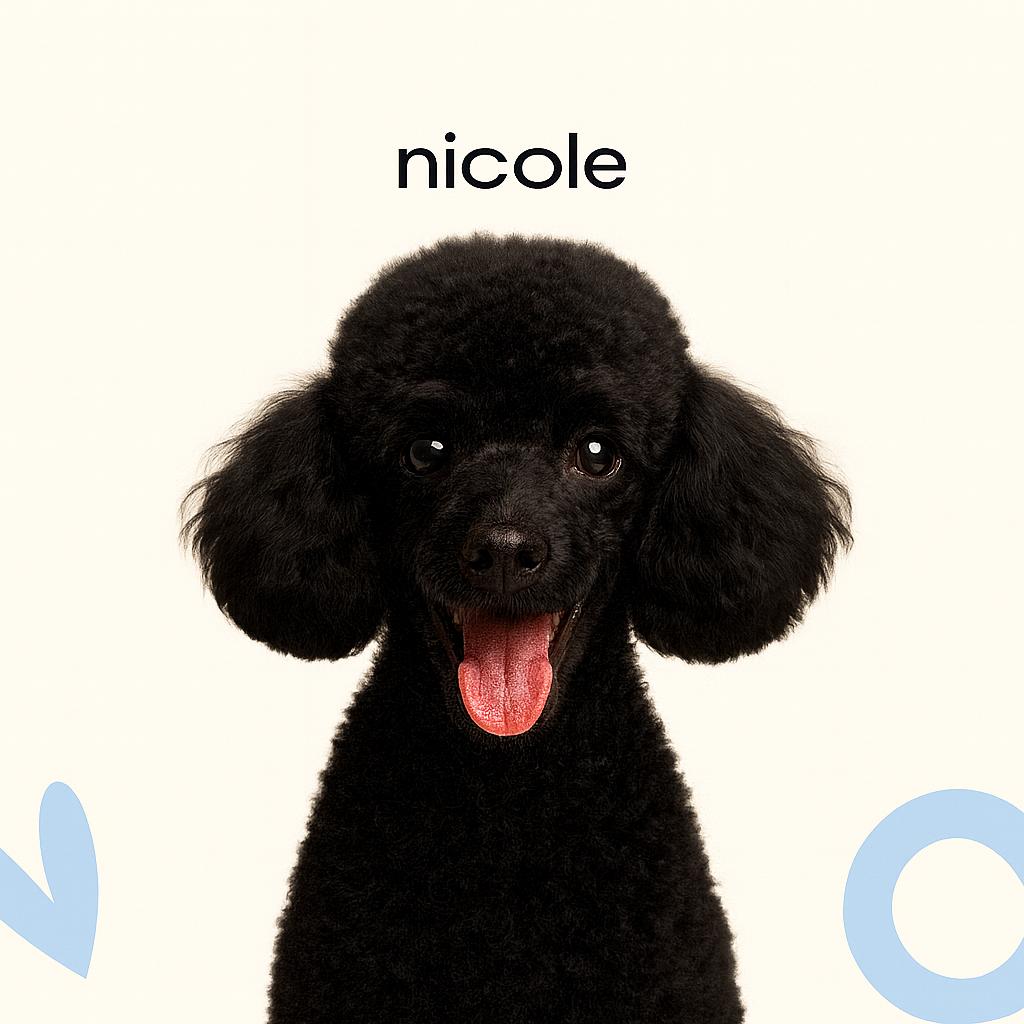 Карликовый пудель (до 35 см) Породная