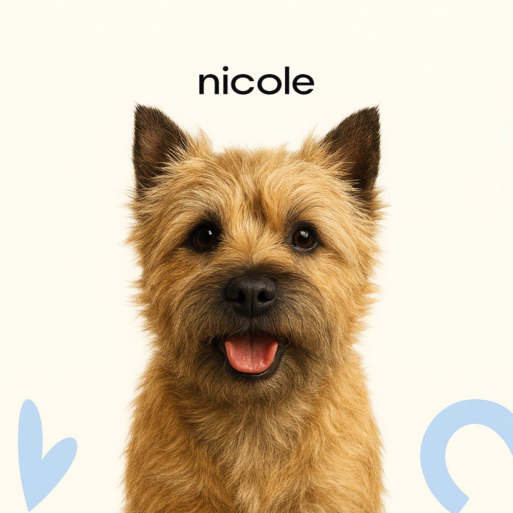 Керн терьер стриппинг (тримминг)