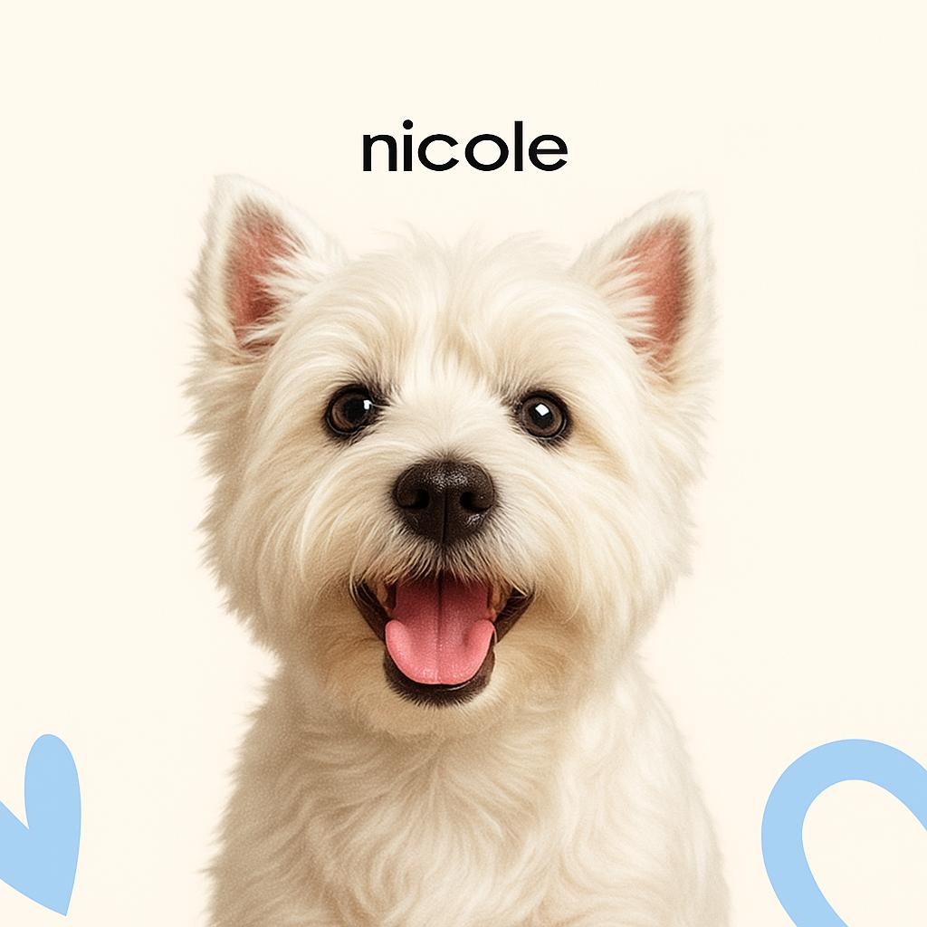 Вест хайленд уайт терьер Модельная