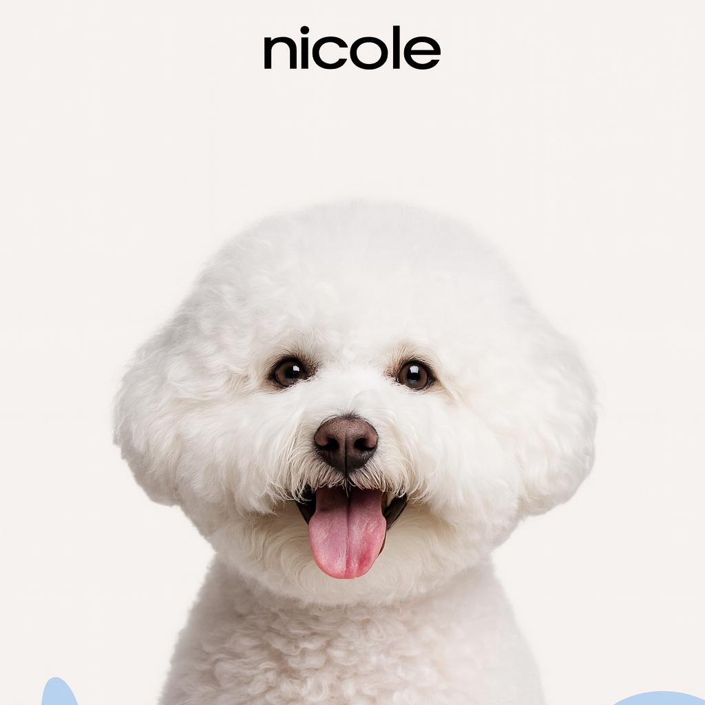 Бишон фризе Стрижка под машинку