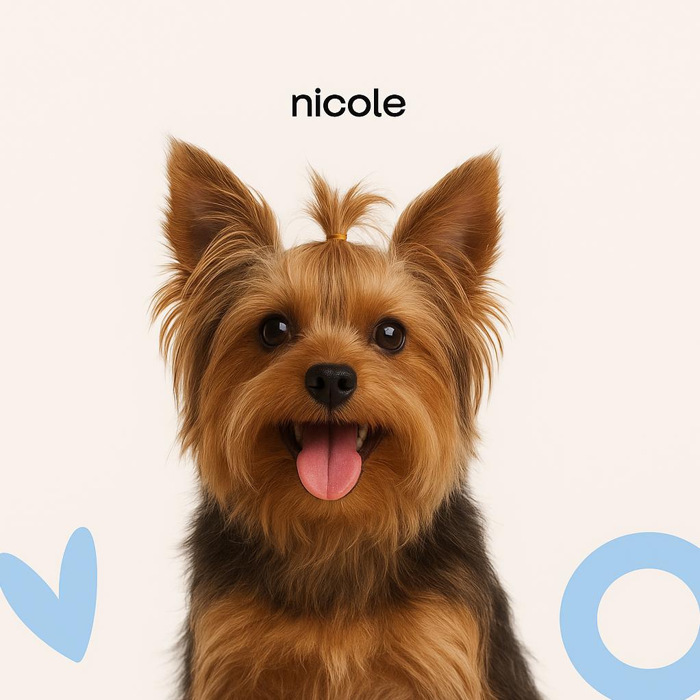 Йоркширский терьер Комплекс (до 4 кг)