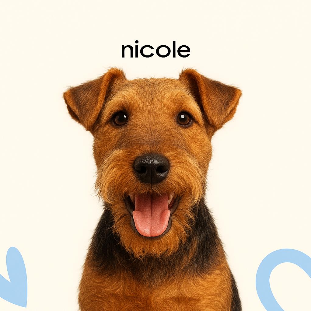 Вельштерьер стриппинг (тримминг)