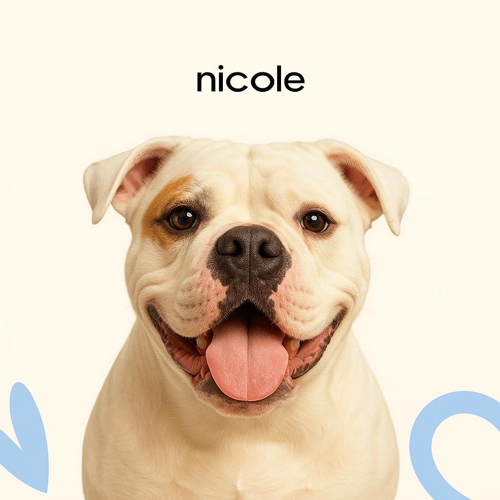 Бульдог американский