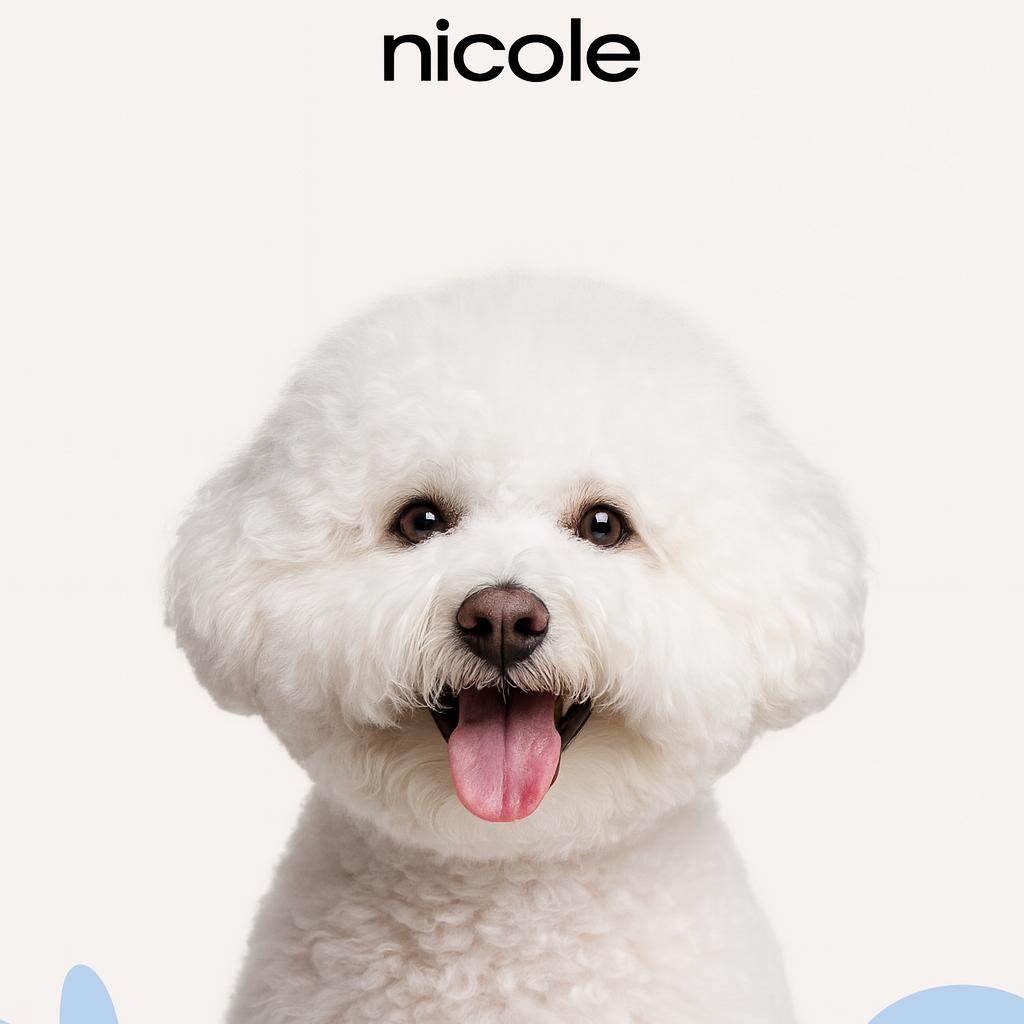 Бишон фризе Модельная