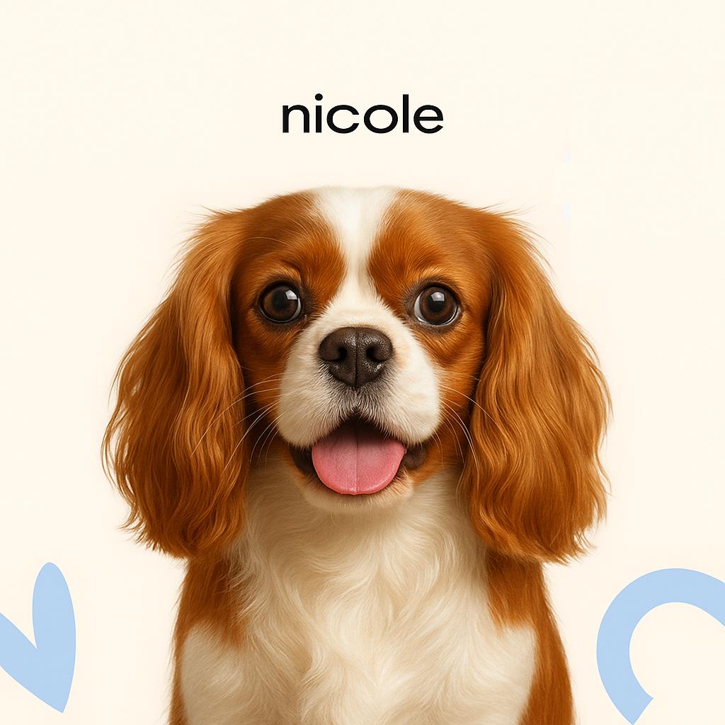 Кавалер кинг чарльз спаниель Стрижка под машинку