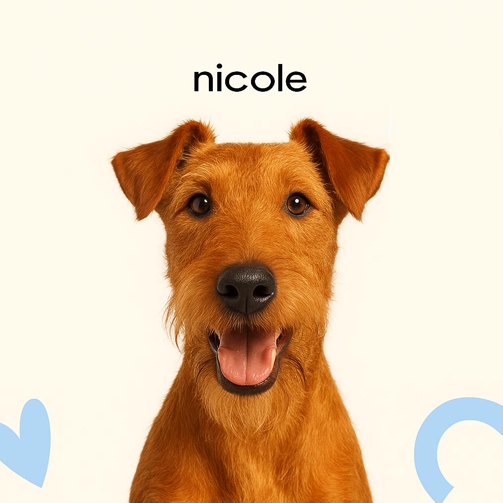 Ирландский жесткошерстный терьер стриппинг (тримминг)