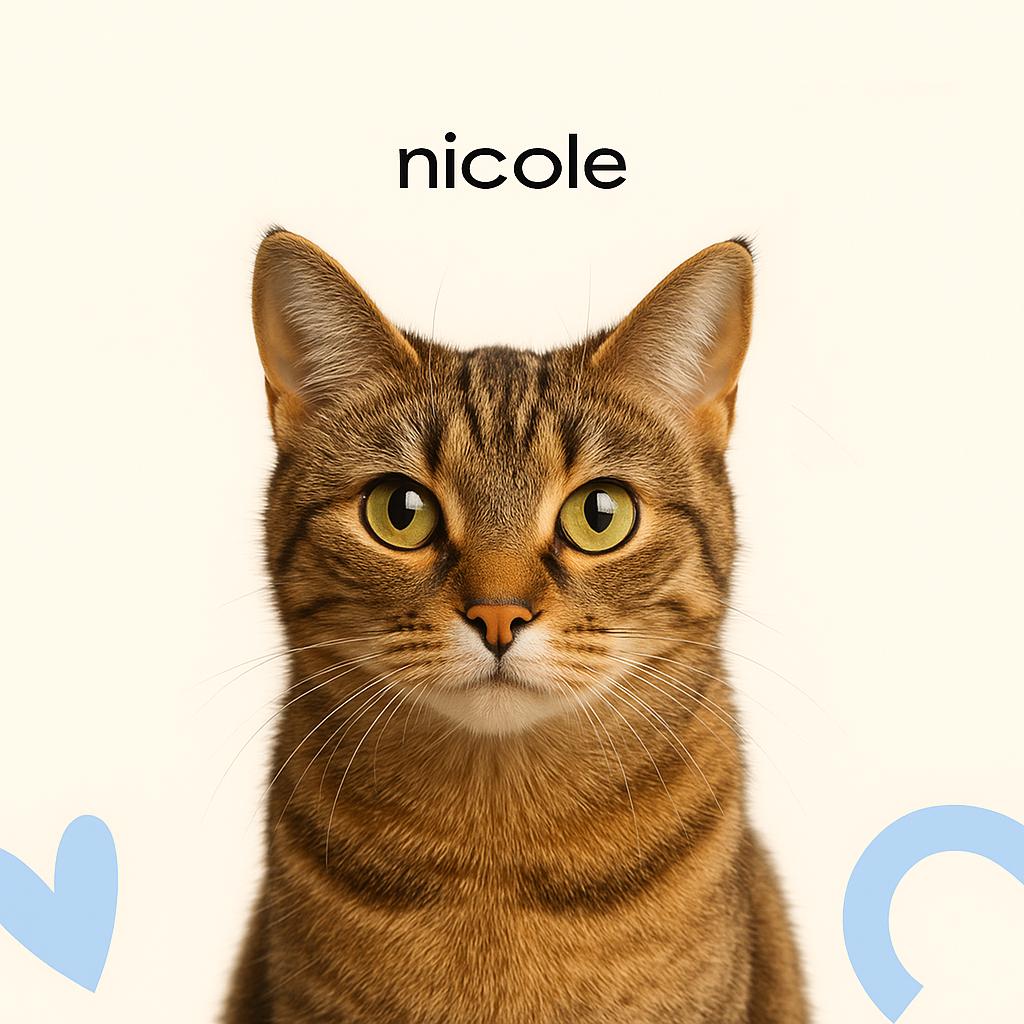 Кошка Д/ш до 10 кг Стрижка (бритье) с мытьем