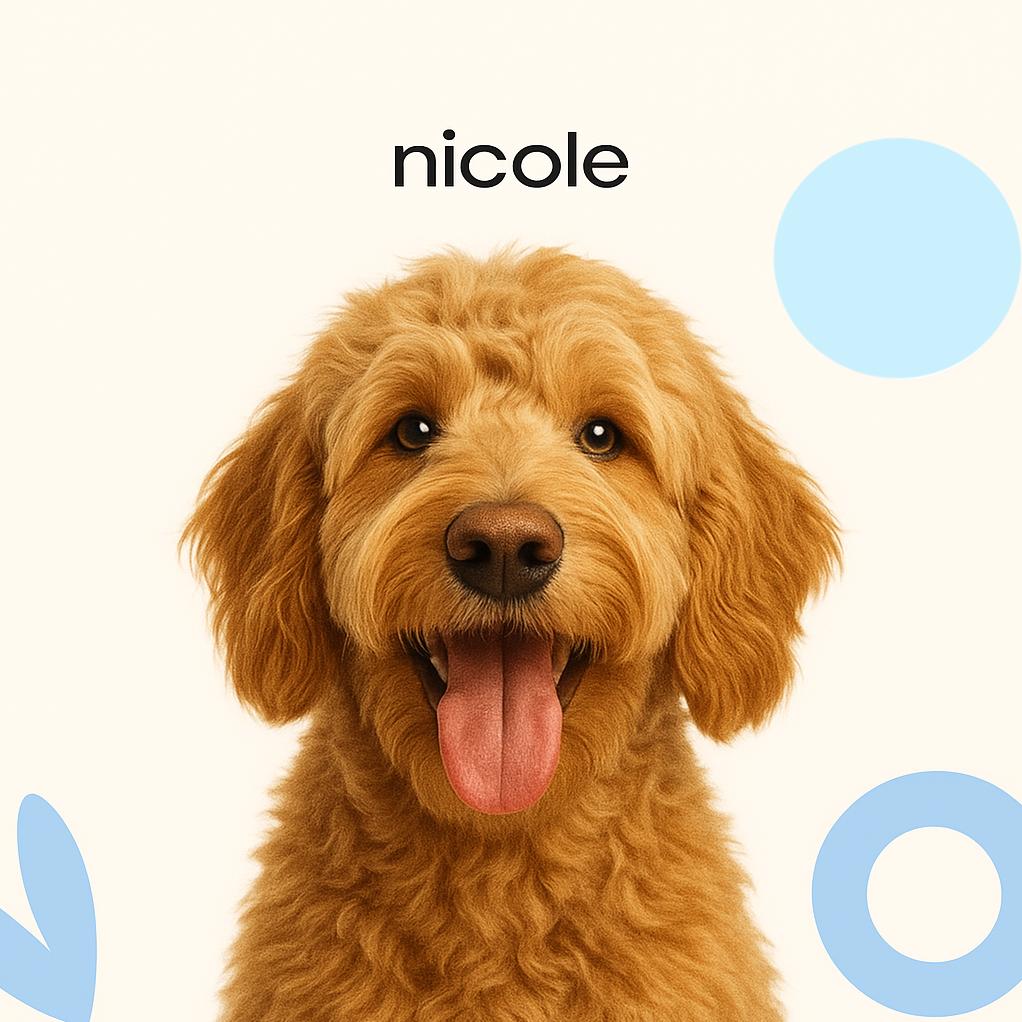 Лабрадудль Модельная