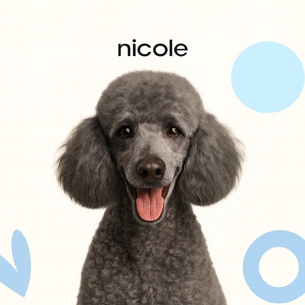 Королевский пудель (от 45 см) Породная