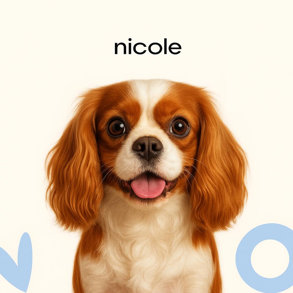 Кинг чарльз спаниель Модельная