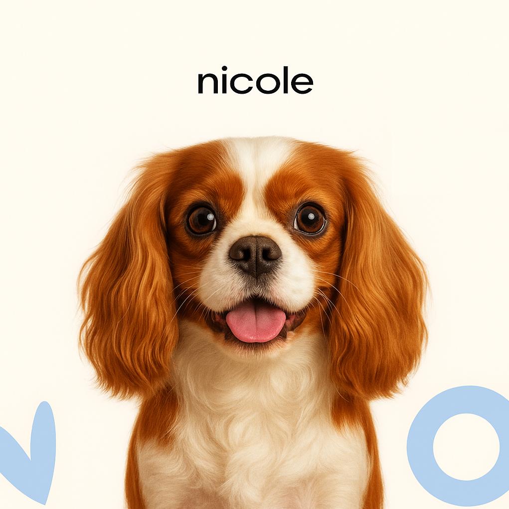 Кинг чарльз спаниель Породная + стриппинг (тримминг)