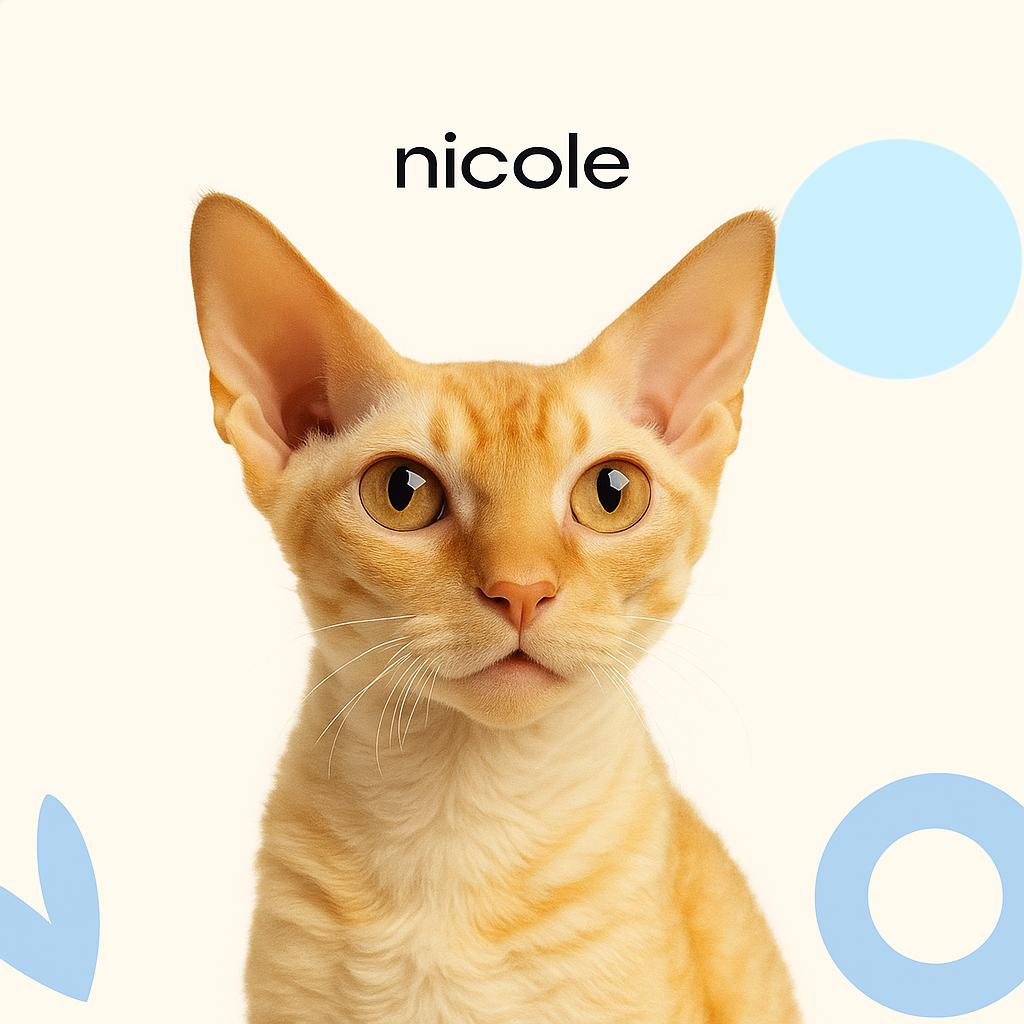 Корниш Рекс/Девон Рекс Стрижка (бритье) с мытьем