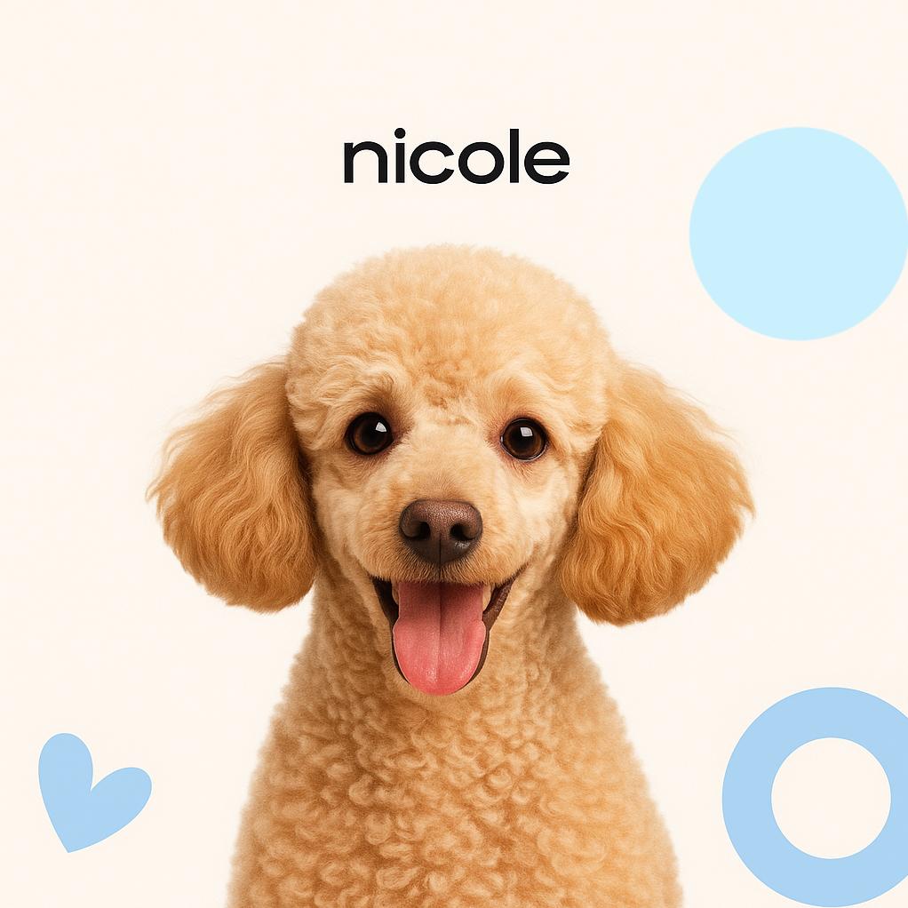 Малый пудель (до 45 см) Модельная