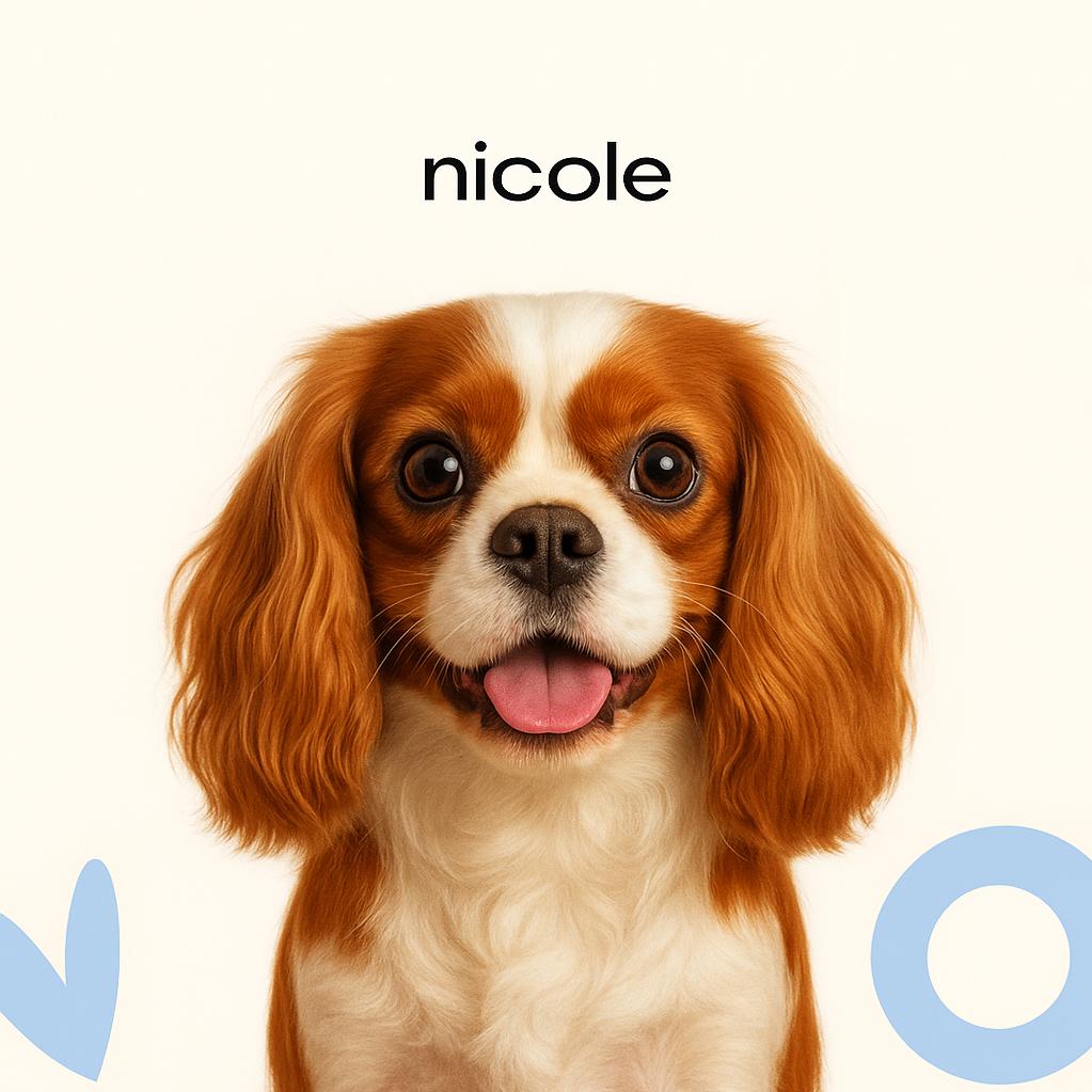 Кинг чарльз спаниель Стрижка под машинку