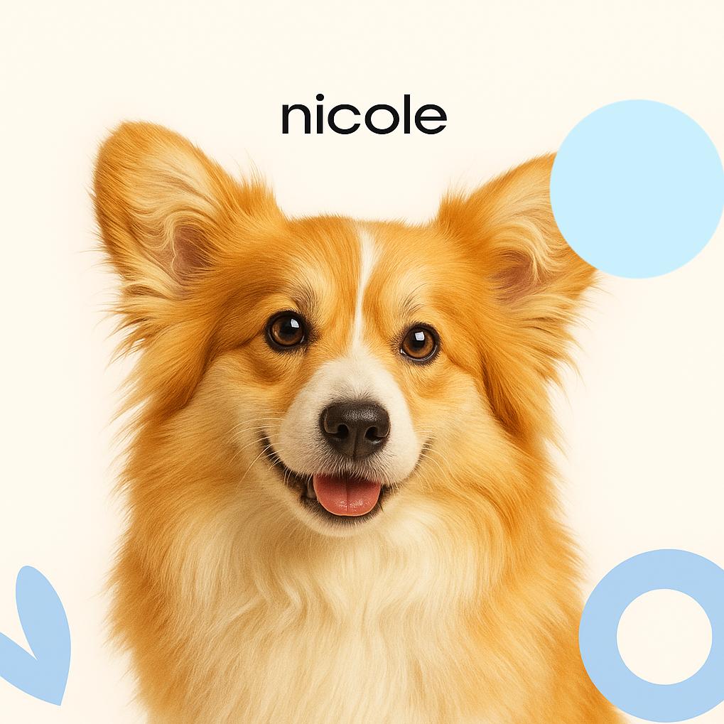 Корги флаффи