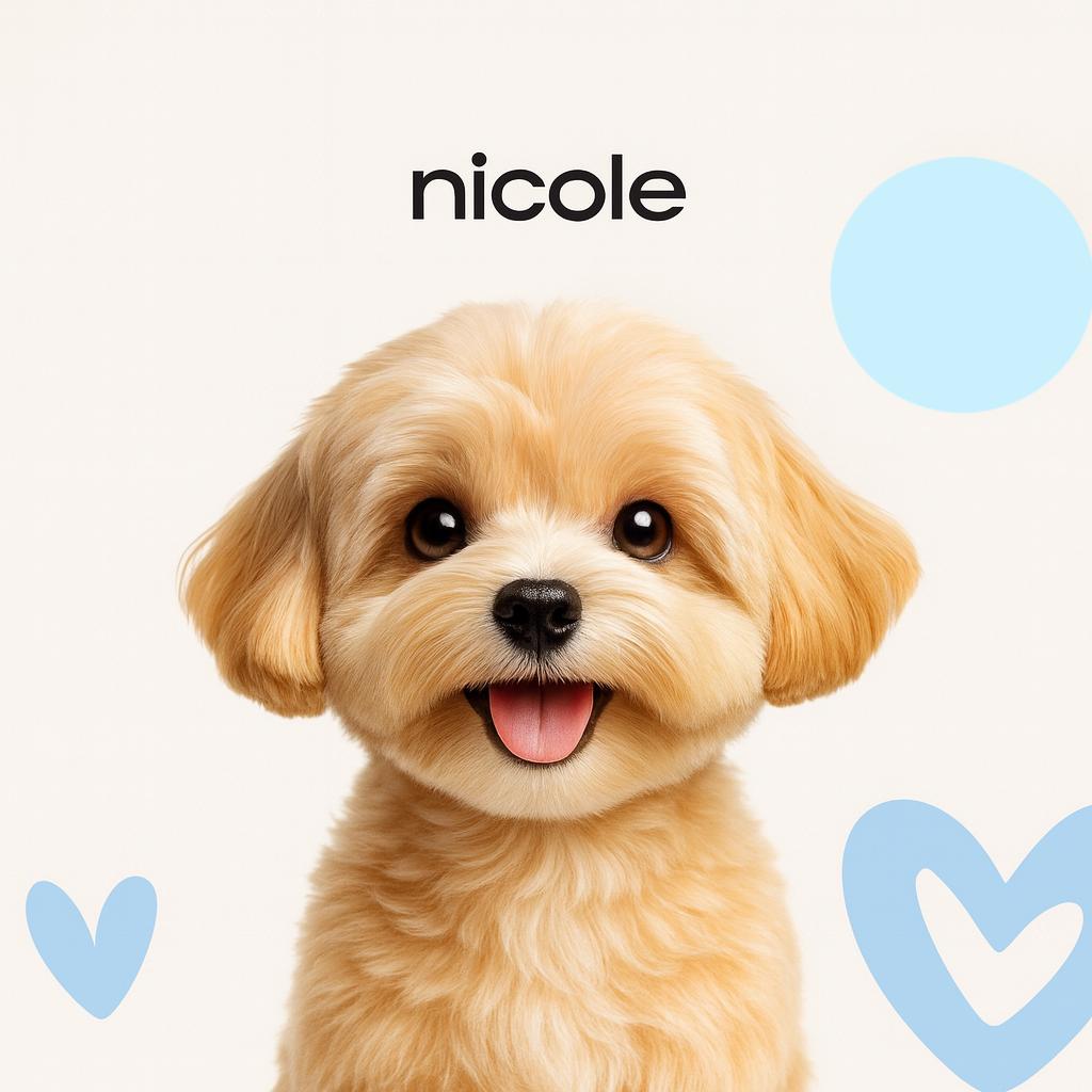 Мальтипу (до 35 см) Стрижка под машинку