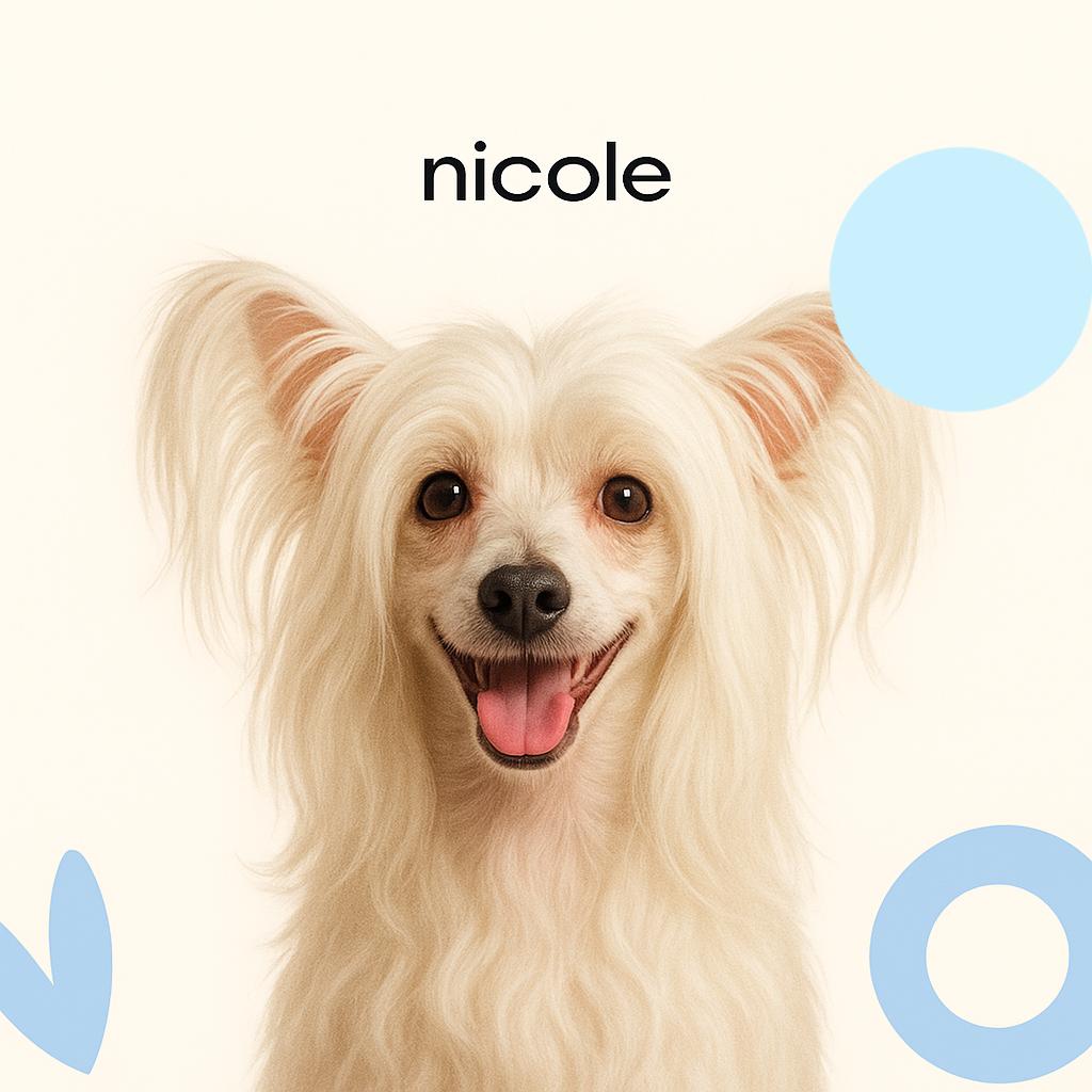 Китайская хохлатая пуховка Модельная