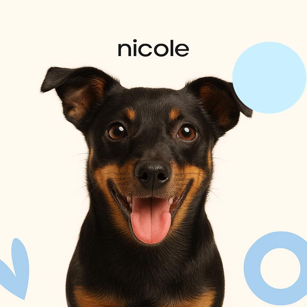 Ланкаширский хилер