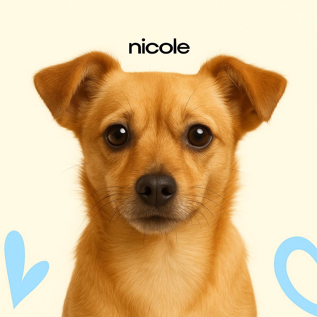 Метис мелкий к/ш