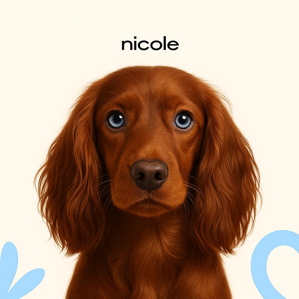 Русский охотничий спаниель Гигиена