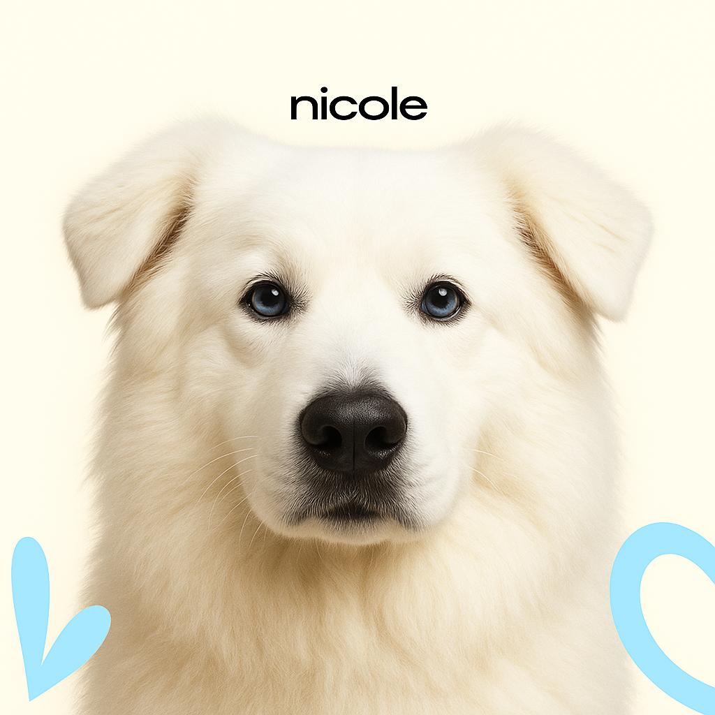 Овчарка мареммо-абруццкая