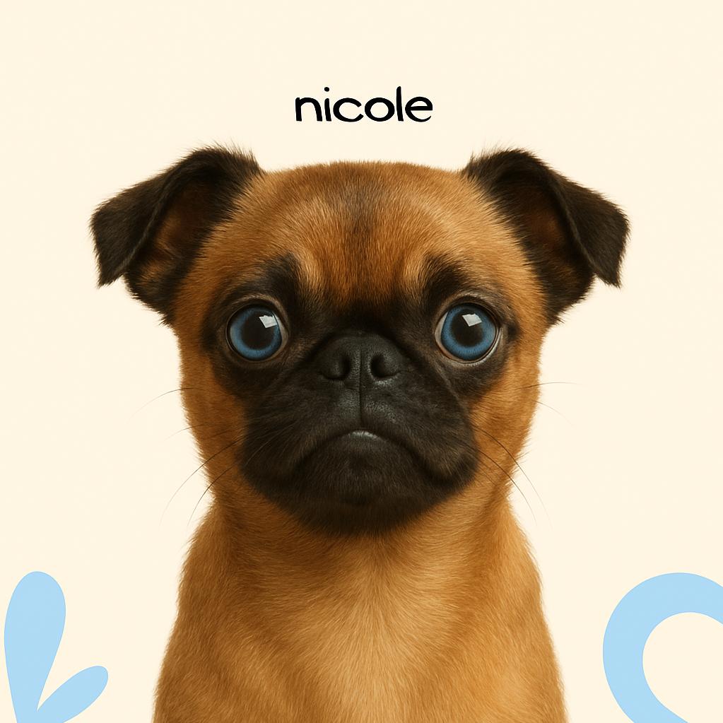 Пти-брабансон