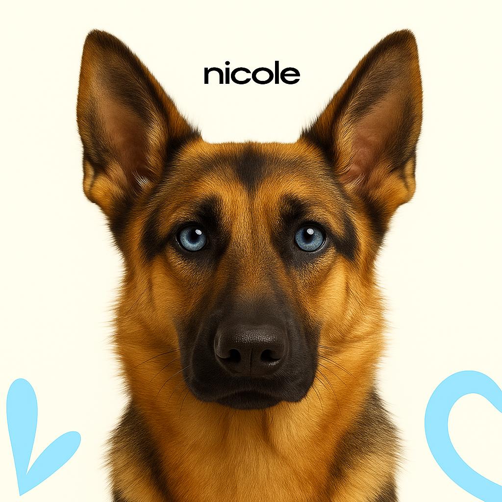 Овчарка немецкая к/ш