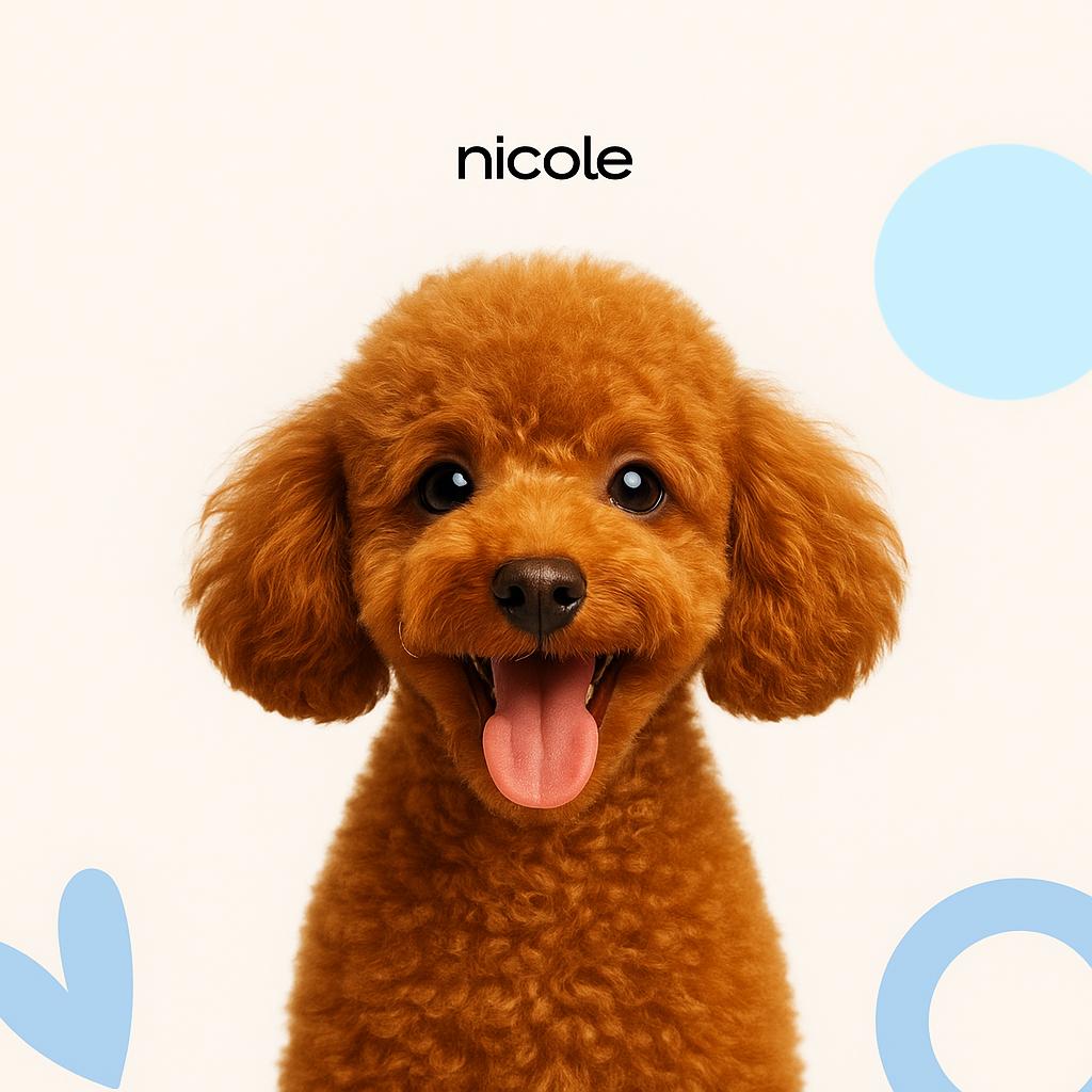 Той-пудель (до 28 см) Гигиена