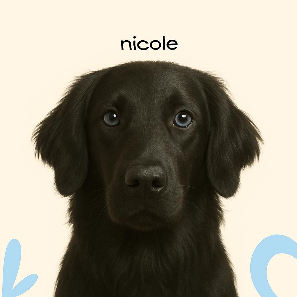 Ретривер прямошерстный