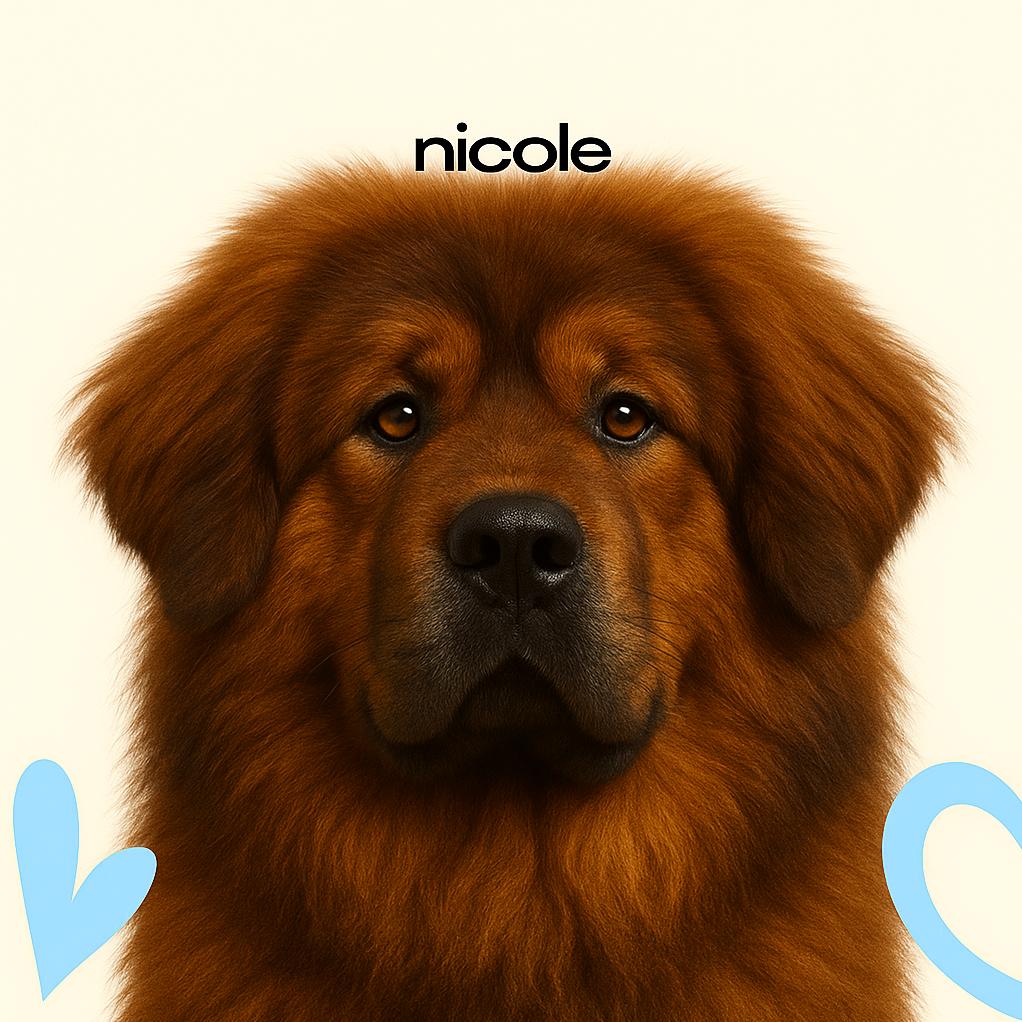 Мастиф тибетский (остевой)