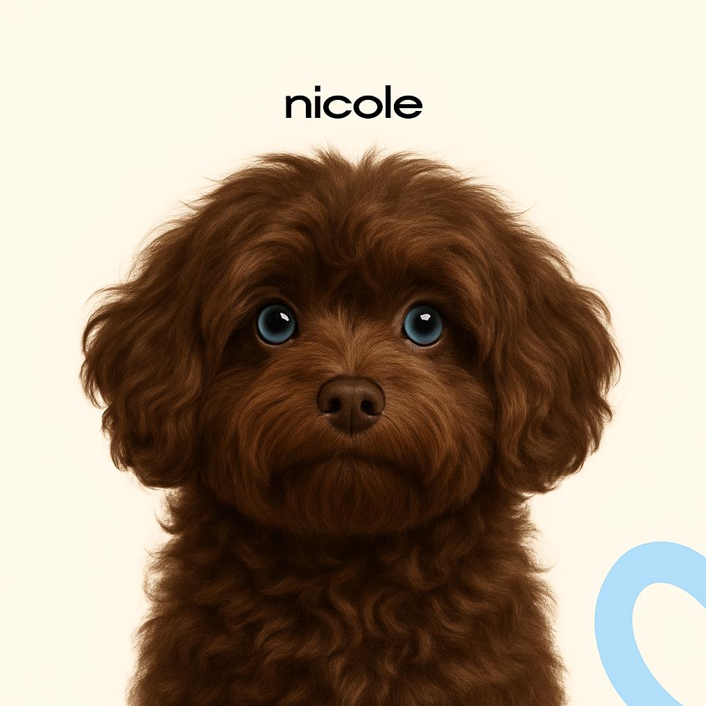 Русская цветная болонка Гигиена