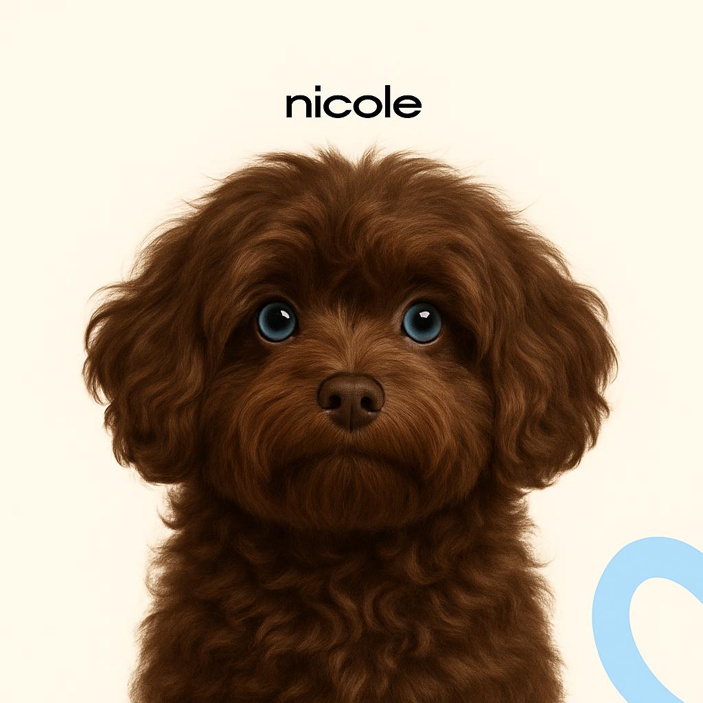 Русская цветная болонка Комплекс