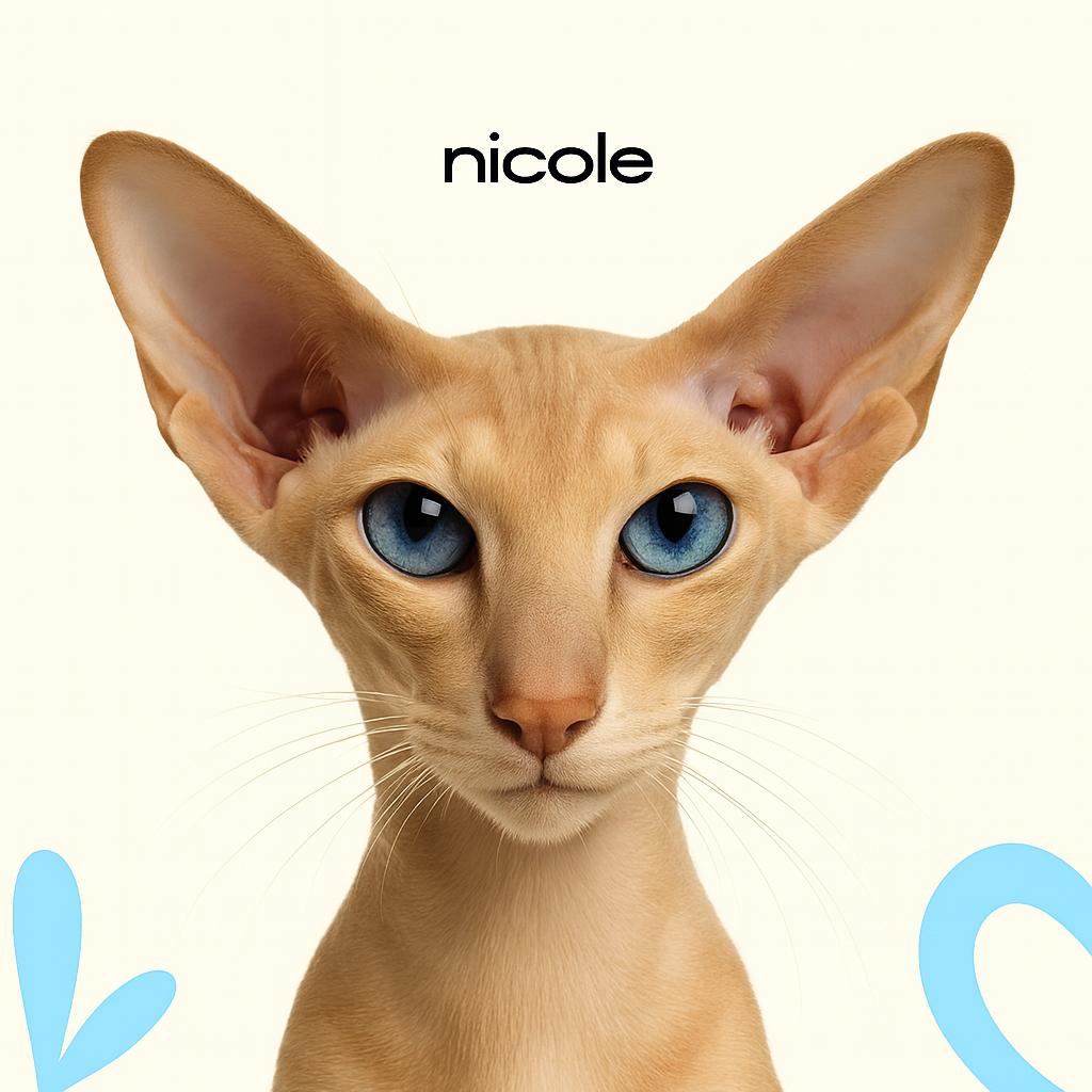 Ориентальная кошка Экспресс-линька