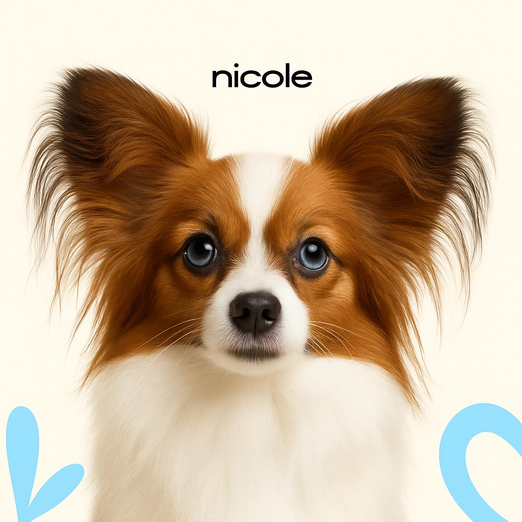 Папийон Полный комплекс