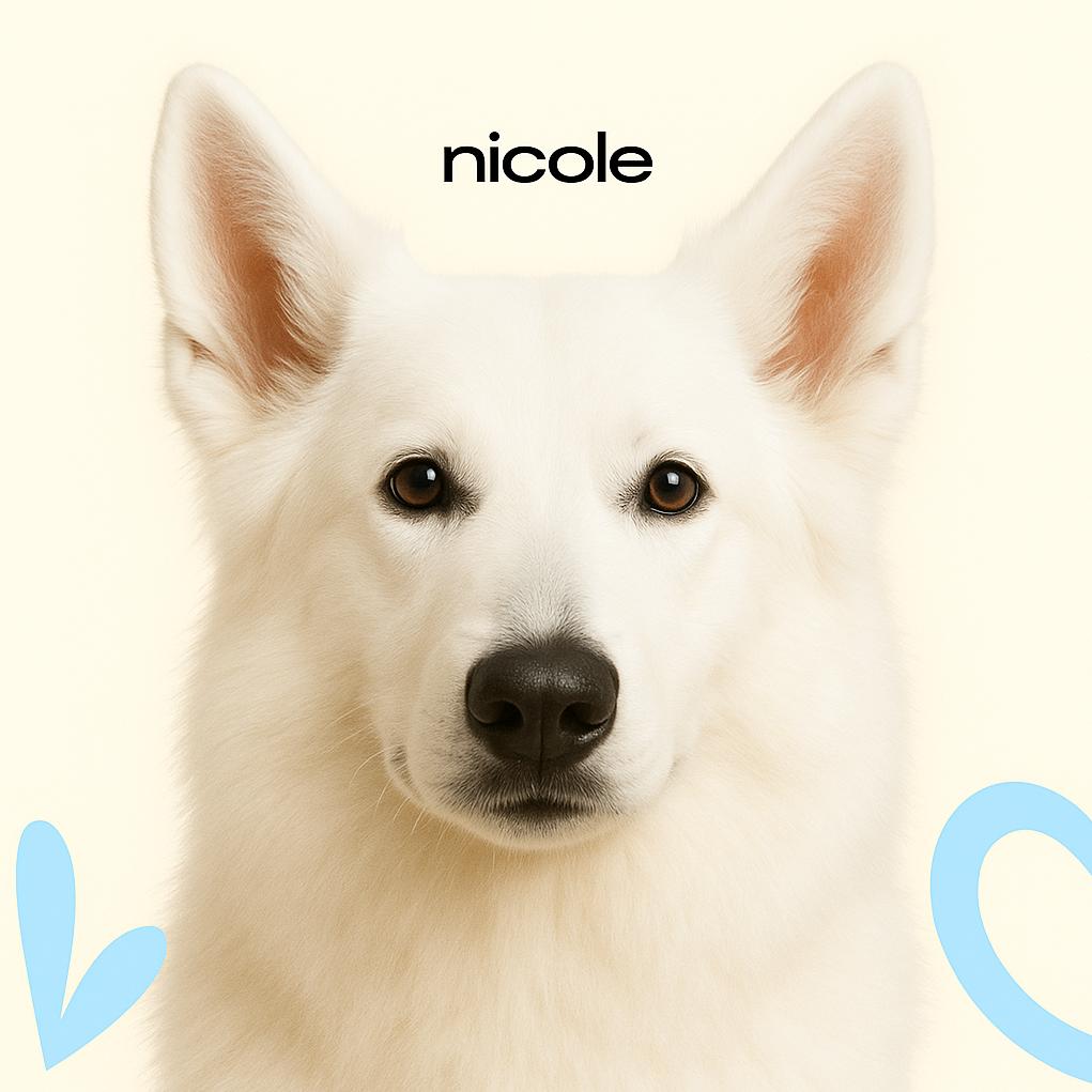 Овчарка белая швейцарская ДШ