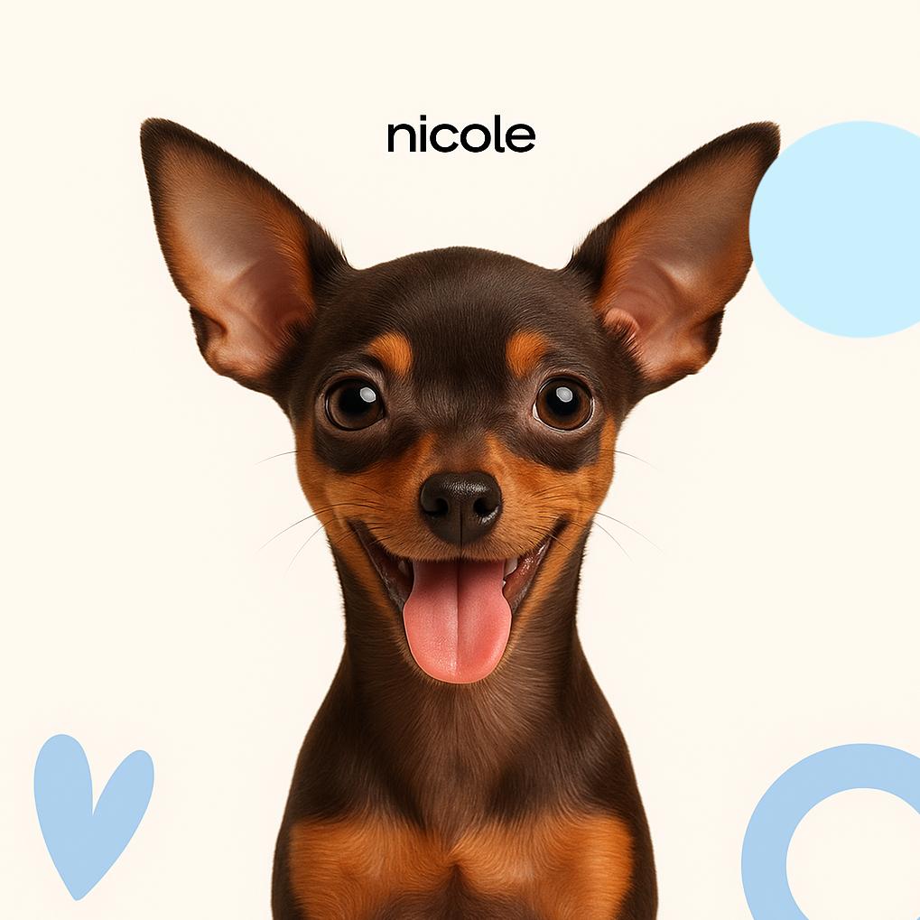 Русский той (Д/Ш) Стрижка под машинку