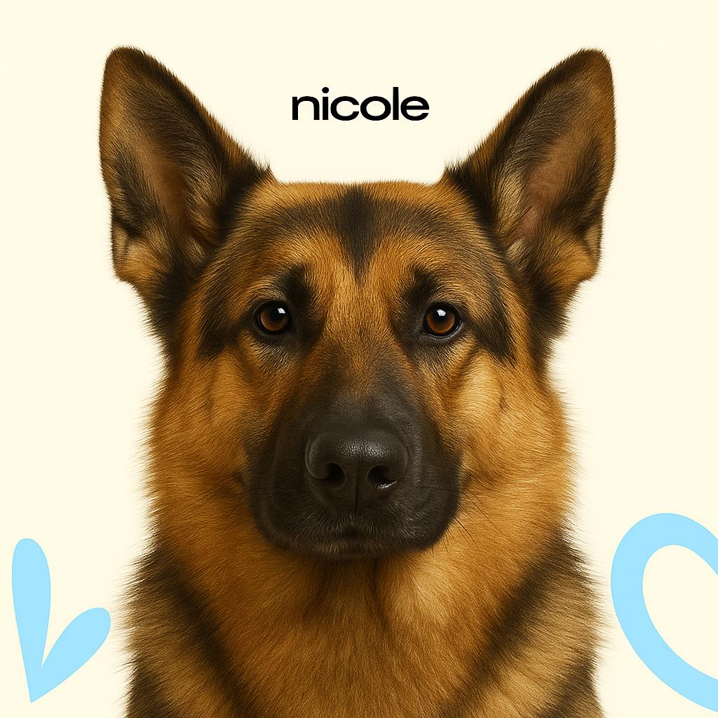 Овчарка восточно-европейская КШ