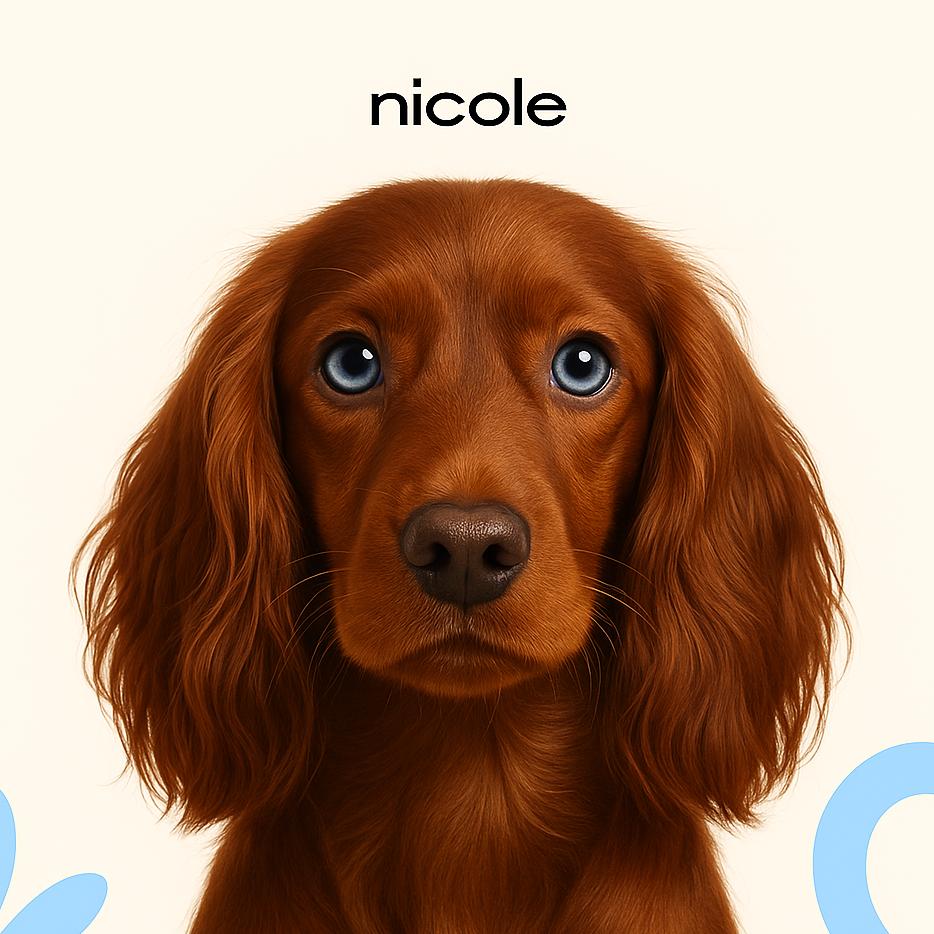 Русский охотничий спаниель Модельная