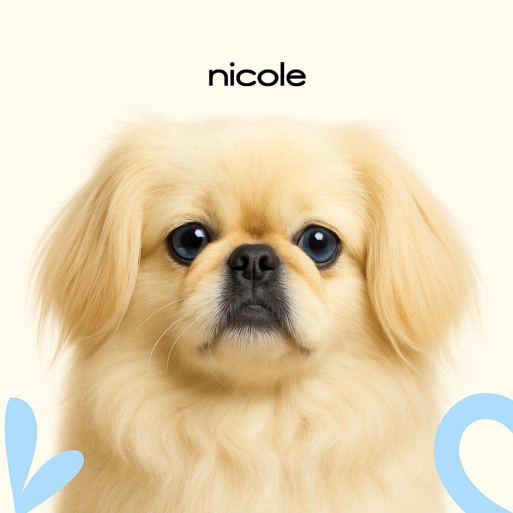 Пекинес Полный комплекс